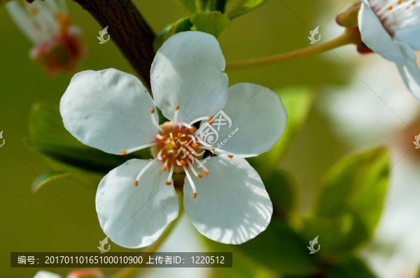 櫻花