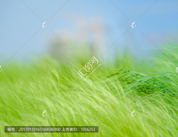 針茅草