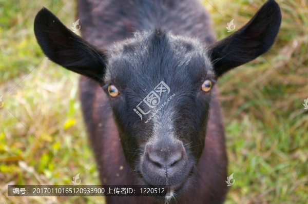 黑山羊