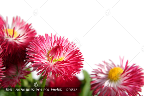 雛菊-匯圖網(wǎng) www.fosd68.com 雛菊