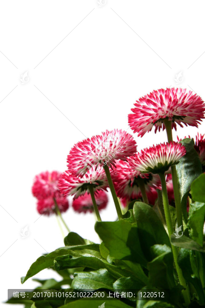 雛菊