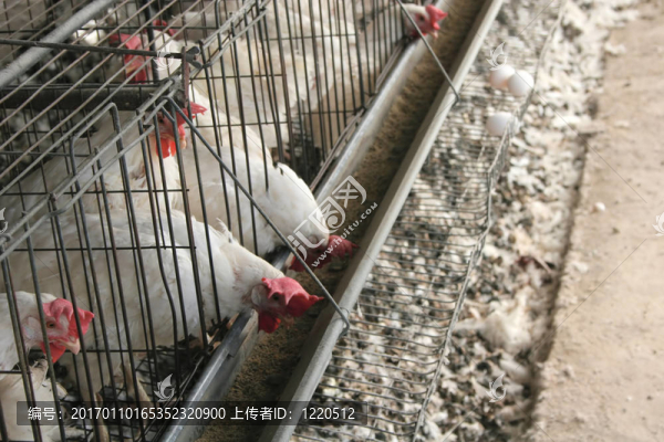 籠養(yǎng)雞2
