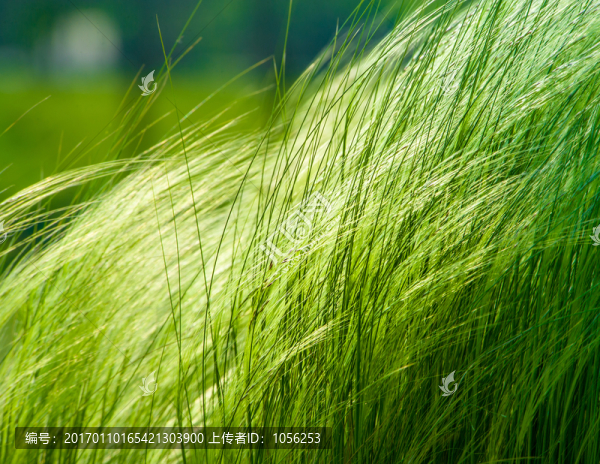 針茅草