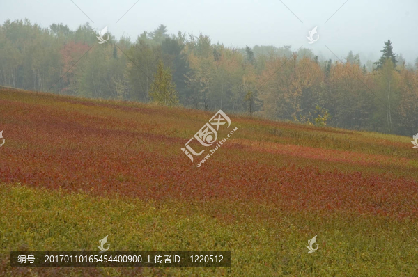 藍(lán)莓地；秋季；北緬因州；美國(guó)