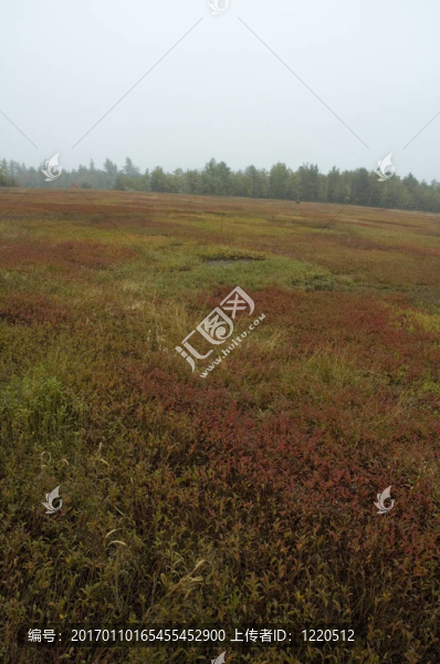 藍莓地；秋季；北緬因州；美國
