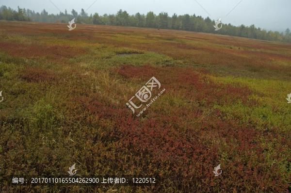 藍(lán)莓地；秋季；北緬因州；美國(guó)