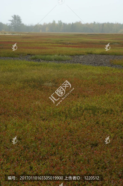 藍(lán)莓地；秋季；北緬因州；美國(guó)