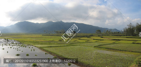 卡拉的稻田與云天；魯滕；弗洛里斯；印度尼西亞；全景