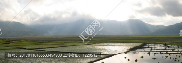 卡拉的稻田與陽光谷的天空；魯滕；弗洛里斯；印度尼西亞；全景