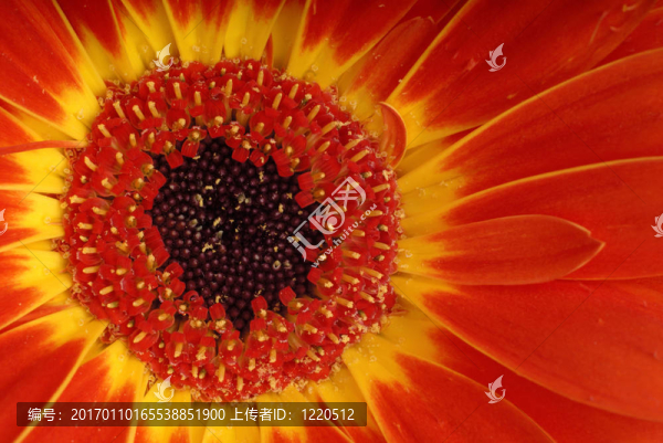 紅色和黃色的Gerber,Daisy