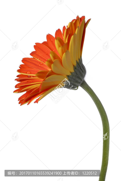 紅色和黃色的Gerber