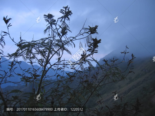 霧在熱帶叢林就在晚上；巴賈瓦；弗洛里斯；印度尼西亞