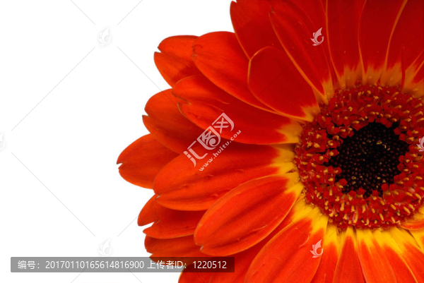 紅色非洲菊雛菊