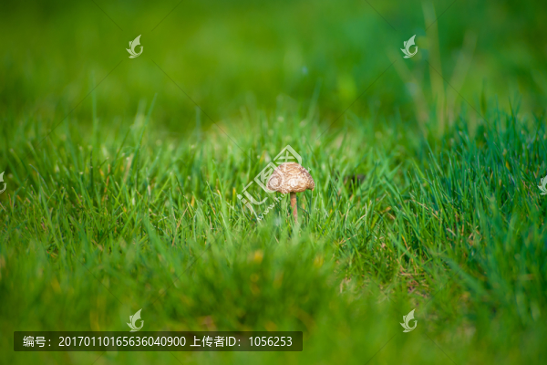 野蘑菇