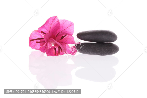 紅杜鵑和卵石