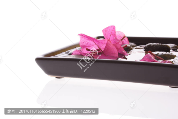 紅杜鵑和卵石