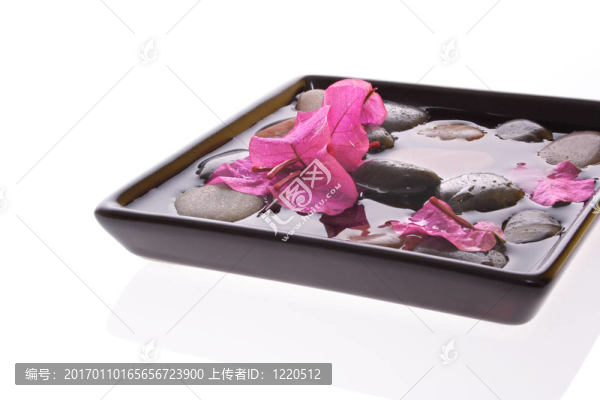 水紅色的杜鵑花和卵石