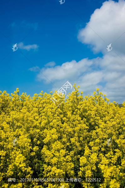 田芥菜-匯圖網(wǎng) www.fosd68.com 田芥菜