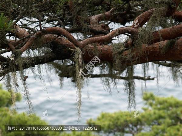 韓國松樹上的苔蘚