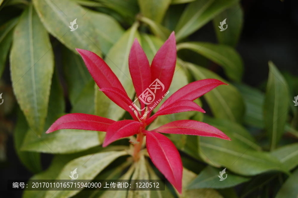 紅色的花