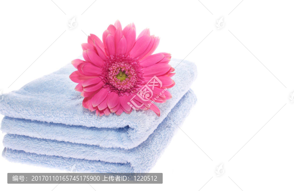 在藍(lán)色的毛巾Gerbera