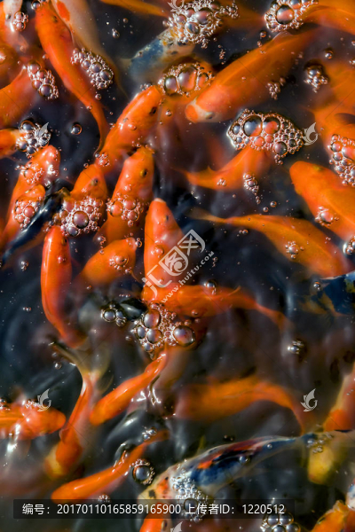 淺灘的金魚(yú)