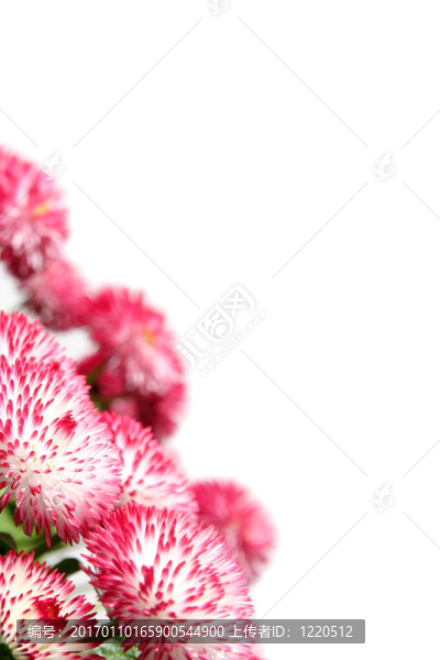 雛菊