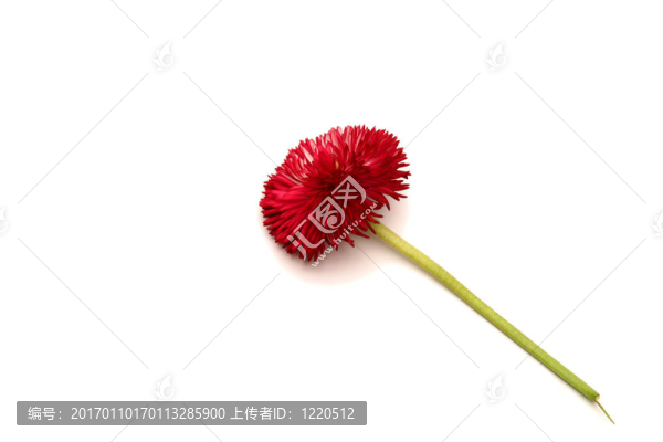 雛菊-匯圖網(wǎng) www.fosd68.com 雛菊