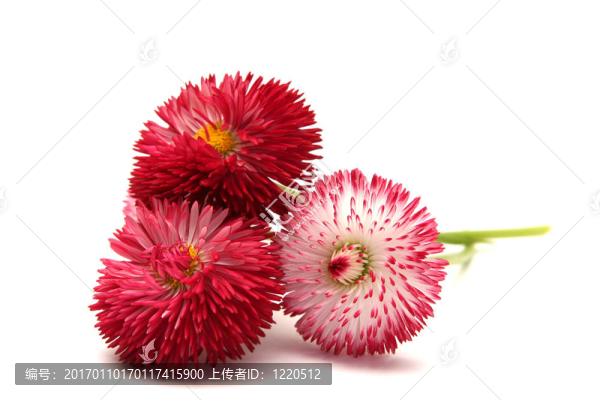雛菊