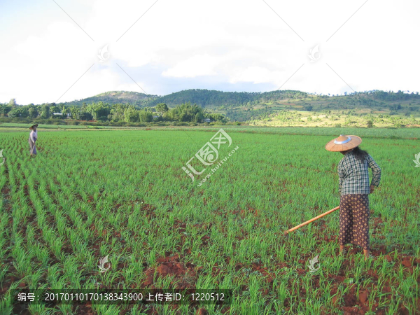 兩農(nóng)民婦女在稻田工作；Kalaw；緬甸