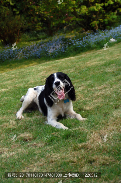 英國史賓格犬