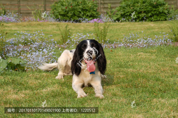 英國史賓格犬