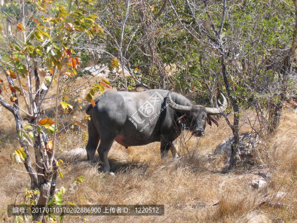 野生水牛的科莫多島；印度尼西亞；