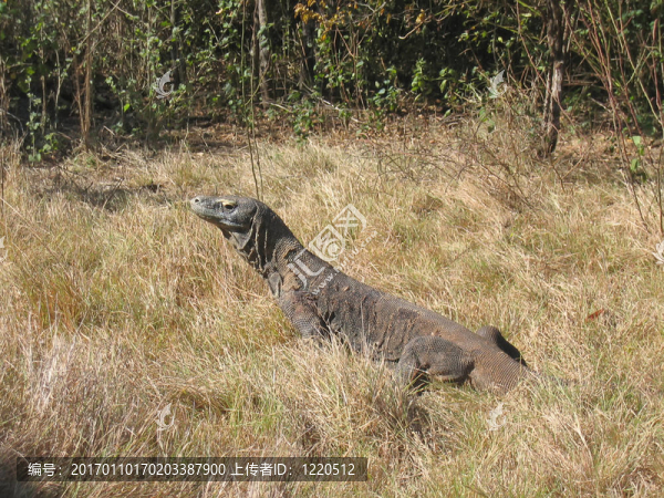 野生龍的爬行動物；科莫多島；印度尼西亞