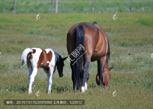母馬和小馬駒