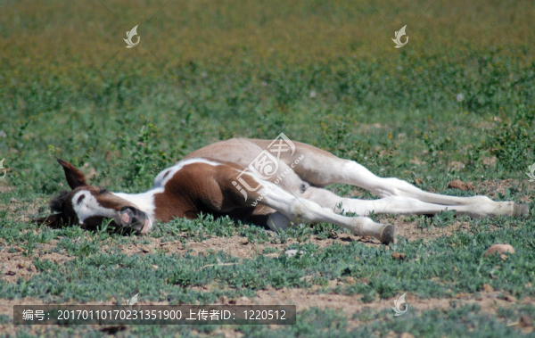 睡覺的小馬駒