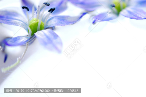 浮花