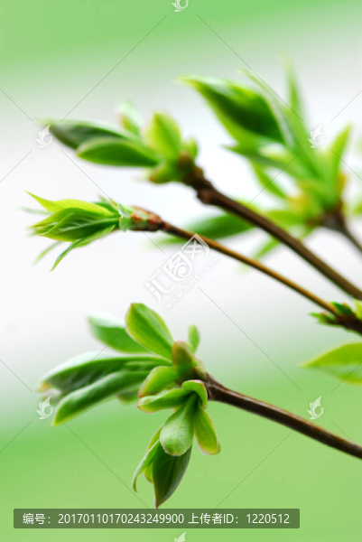 春天是綠色的葉子