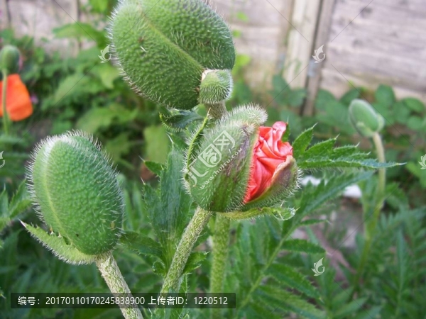 組的罌粟花