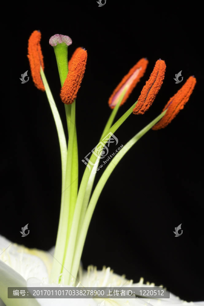 靠近莉莉雄蕊