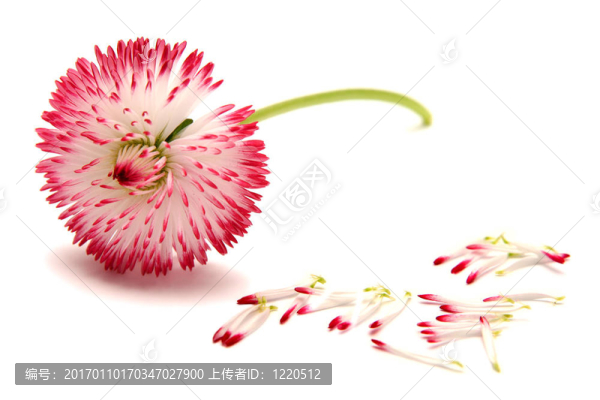 雛菊