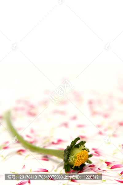 雛菊-匯圖網(wǎng) www.fosd68.com 雛菊