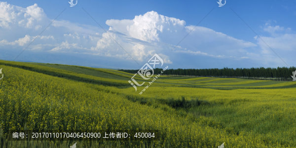 油菜花