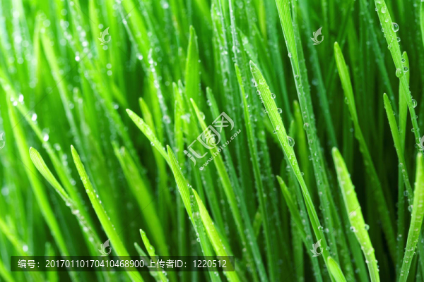 草