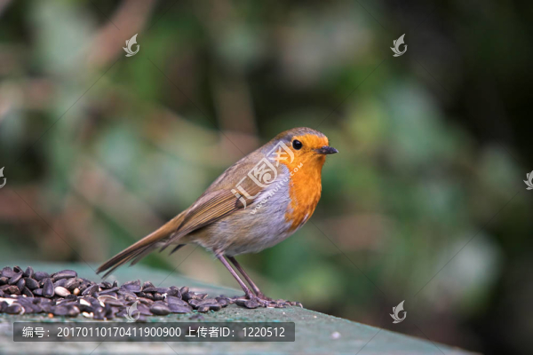 知更鳥(niǎo)知更鳥(niǎo)