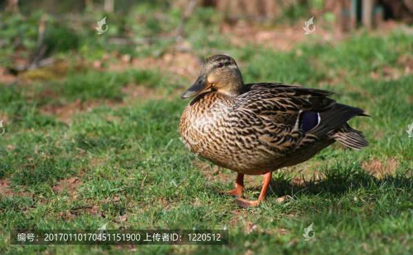 雌野鴨
