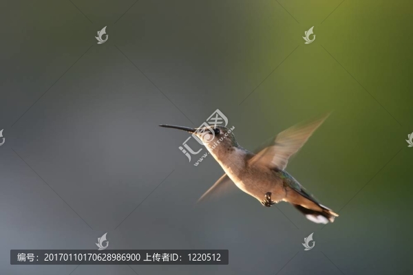 蜂鳥(niǎo)在飛行