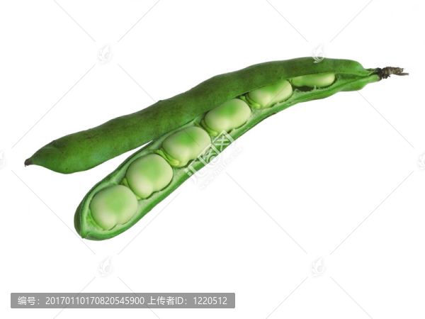 蠶豆莢