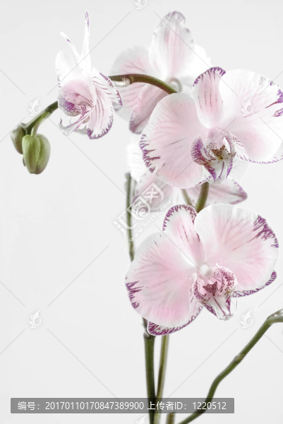 蘭花-匯圖網(wǎng) www.fosd68.com 蘭花