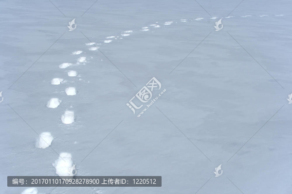 雪地里的腳印路徑
